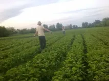 Полуниця сорт Зенга Зенгана, опис сорту, догляд, врожайність зенга