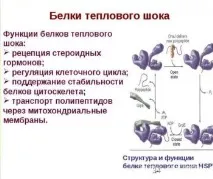 клонований