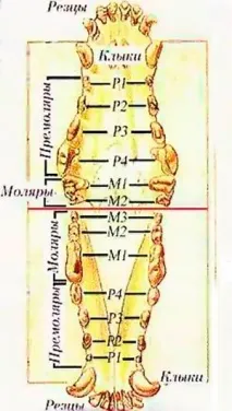 йоркширски