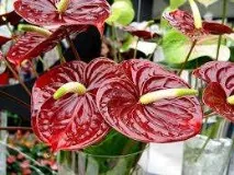 Кімнатні квіти квітучі цілий рік невибагливі квіти