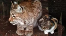 Кішка і рись вже сім років дружать у зоопарку Санкт-Петербурга - Magnus Felidae (Великі Котячі) - років