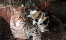 Кішка і рись вже сім років дружать у зоопарку Санкт-Петербурга - Magnus Felidae (Великі Котячі) - рись