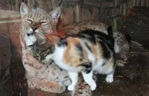 Кішка і рись вже сім років дружать у зоопарку Санкт-Петербурга - Magnus Felidae (Великі Котячі) - рись