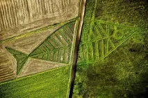 Кішки нявкають виключно для людей, а між собою у них інші виключно
