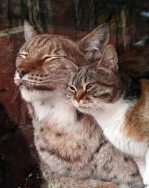 Кішка і рись вже сім років дружать у зоопарку Санкт-Петербурга - Magnus Felidae (Великі Котячі) - років
