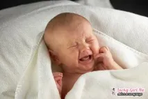 мозок