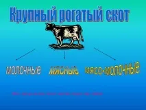 Велика рогата худоба - Презентація 1955-6 велика