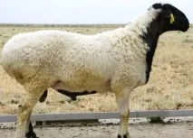 Курдючний баран характеристика породи з фото та відео характеристика