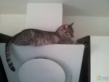 зеброю