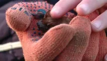 Лети, мишка На запорізькій Хортиці майже одночасно злетіли в небо сотні кажанів - Новини мишка