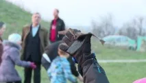 Лети, мишка На запорізькій Хортиці майже одночасно злетіли в небо сотні кажанів - Новини мишка