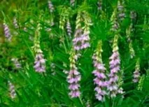 Лікування ангіни народними засобами, Блог Ірини Зайцевої лікування