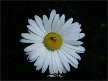 Лікувальні властивості ромашки ромашки
