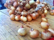 Цибуля шалот шалот