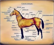 Кінь із вовни (сухе валяння) сухе
