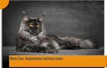 Maine Coon Американська єнотова кішка єнотова