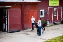 Малюків у Центральному парку кататимуть ослик Паша та кінь Батискаф - Новини Тули та області – малюків