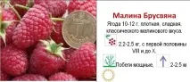 Малина брусвяна - опис сорту з фото брусвяна