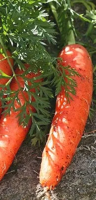 Морква посівна - Daucus carota L carota