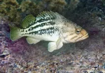 Морський окунь у Чорному морі морі