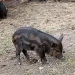 М’ясні породи свиней кишеньки, естонські, гампширські та інші кишеньки