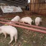 М’ясні породи свиней кишеньки, естонські, гампширські та інші гампширські