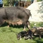 М’ясні породи свиней кишеньки, естонські, гампширські та інші кишеньки