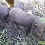 М’ясні породи свиней кишеньки, естонські, гампширські та інші породи