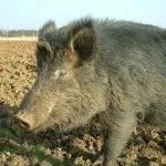 М’ясні породи свиней кишеньки, естонські, гампширські та інші естонські