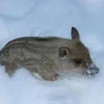 М’ясні породи свиней кишеньки, естонські, гампширські та інші кишеньки