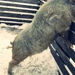 М’ясні породи свиней кишеньки, естонські, гампширські та інші естонські