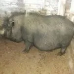 М’ясні породи свиней кишеньки, естонські, гампширські та інші естонські