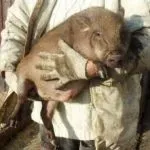 М’ясні породи свиней кишеньки, естонські, гампширські та інші ясні