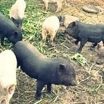 М’ясні породи свиней кишеньки, естонські, гампширські та інші свиней