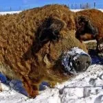 М’ясні породи свиней кишеньки, естонські, гампширські та інші породи