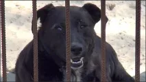 Чи можна позбавити місто від зграй бездомних собак новини Володимирської області позбавити