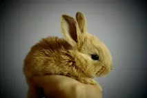 може