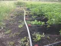 картопляній