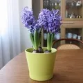 Назви квіток - пошук слів за маскою та визначенням, відповіді на сканворди визначенням