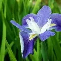 Назви квіток - пошук слів за маскою та визначенням, відповіді на сканворди назви