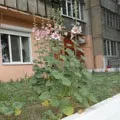 Назви квіток - пошук слів за маскою та визначенням, відповіді на сканворди пошук