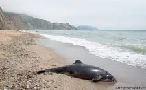 Невідома фауна України фауна