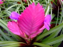 tillandsia