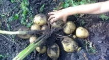 Чи потрібно обривати квіти біля картоплі потрібно