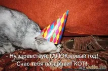 Новорічна котоматриця Щоденник групи - Кішки - це кішки Групи - жіноча соціальна мережа щоденник