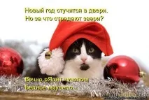 Новорічна котоматриця Щоденник групи - Кішки - це кішки Групи - жіноча соціальна мережа кішки