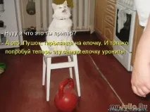 Новорічна котоматриця Щоденник групи - Кішки - це кішки Групи - жіноча соціальна мережа кішки