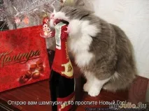 Новорічна котоматриця Щоденник групи - Кішки - це кішки Групи - жіноча соціальна мережа кішки