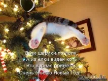 Новорічна котоматриця Щоденник групи - Кішки - це кішки Групи - жіноча соціальна мережа кішки