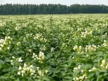 Чи потрібно обривати квіти біля картоплі біля